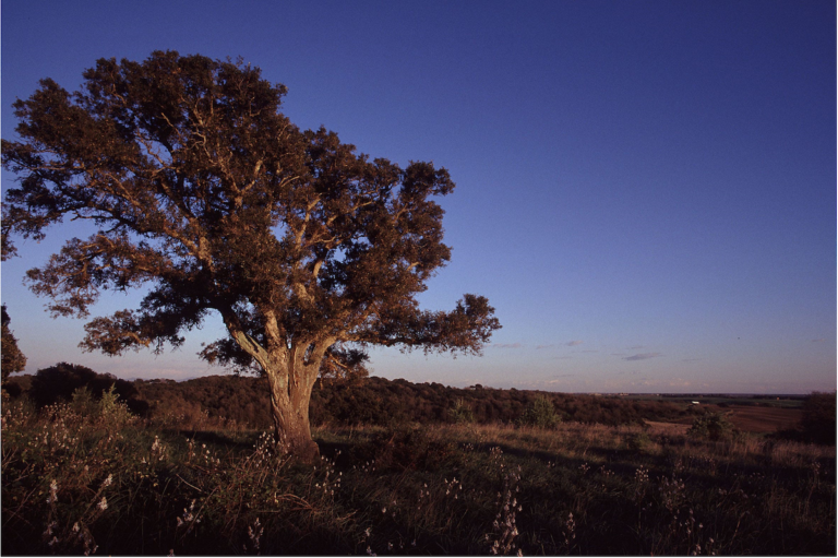 La notte si tinge di natura con le Oasi by night: appuntamento anche a Valmanera