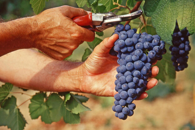 Vendemmia 2022: la Confagricoltura di Asti stima un calo di produzione a causa della siccità