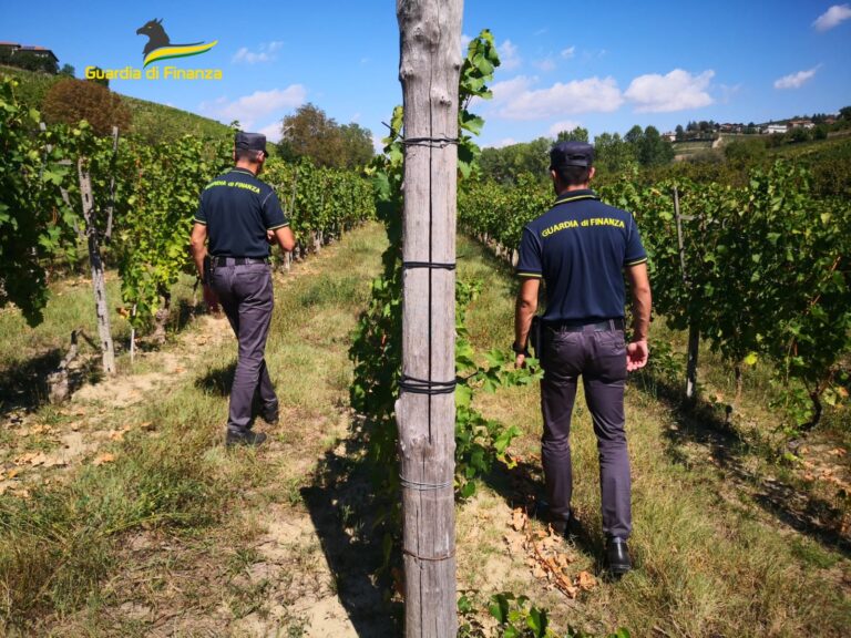 I finanzieri scoprono 14 lavoratori in nero in vendemmia nell’Astigiano