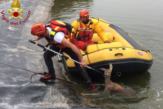 I vigili del fuoco salvano un capriolo finito in un laghetto