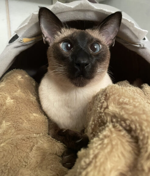 Asti, smarrito Lucio, gatto siamese Thai