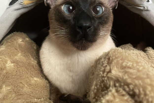 Asti, smarrito Lucio, gatto siamese Thai