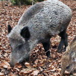 Dal 1° settembre caccia al cinghiale aperta in 14 aree del Piemonte