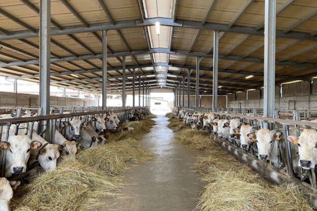 Apre il bando regionale a sostegno degli allevatori piemontesi per la protezione del bestiame dalla fauna selvatica 
