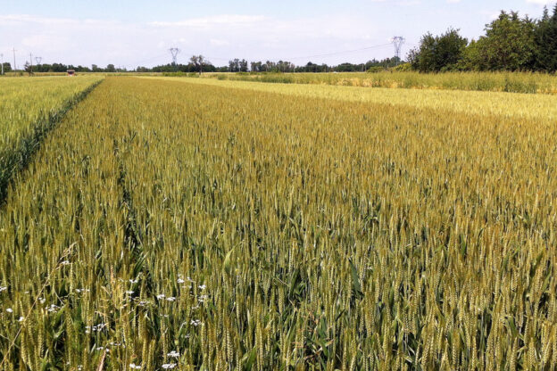 Salviamo il grano italiano. Partita la petizione nazionale di Cia