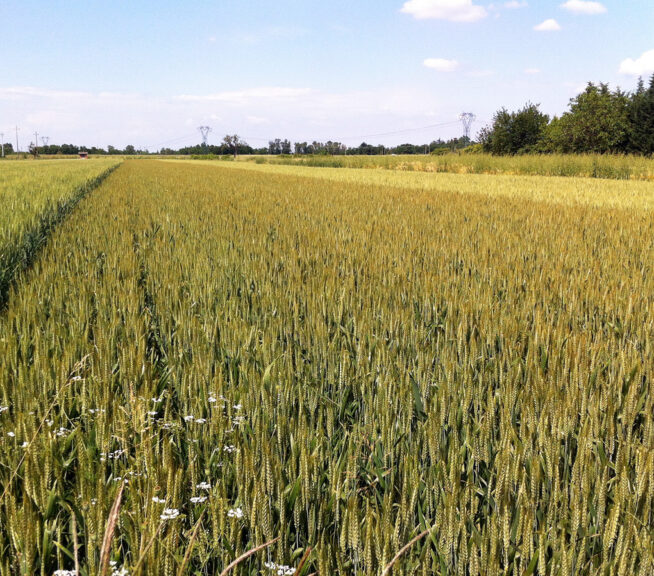 Salviamo il grano italiano. Partita la petizione nazionale di Cia