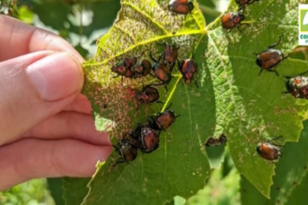 Tutto ciò che c’è da sapere sulla Popillia Japonica