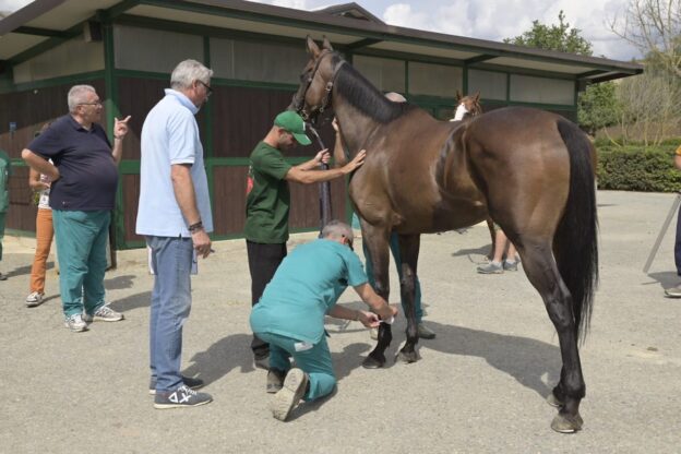 Palio 2023. Ecco gli esiti delle visite veterinarie: la fotogallery