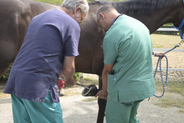 Palio 2023. I risultati delle visite veterinarie del pomeriggio: non idonei i cavalli di Torretta, Cattedrale e San Marzanotto