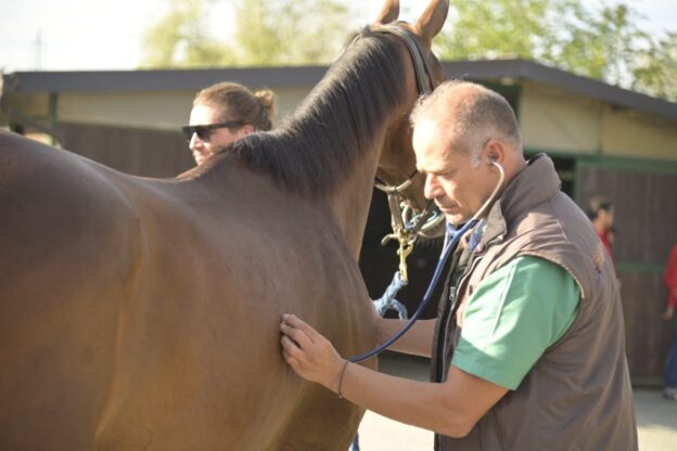 Palio 2023. Secondo giorno di visite veterinarie: non idoneo il cavallo Zamura di Santa Maria Nuova