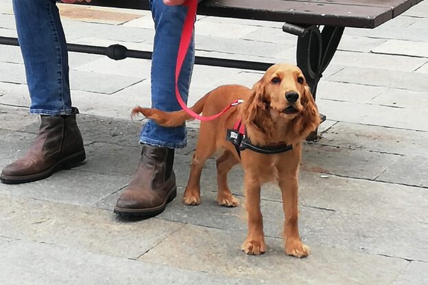 Vuoi adottare un amico a quattro zampe? Impara come farlo al meglio a “I cani dell’Isola Asd”