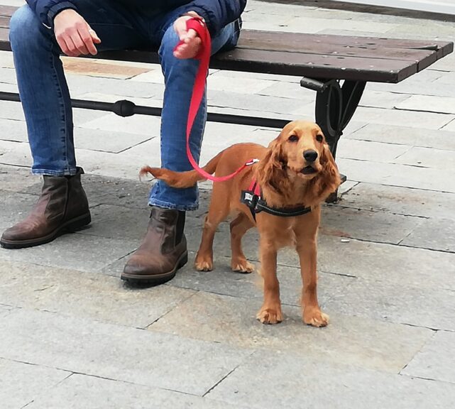 Vuoi adottare un amico a quattro zampe? Impara come farlo al meglio a “I cani dell’Isola Asd”