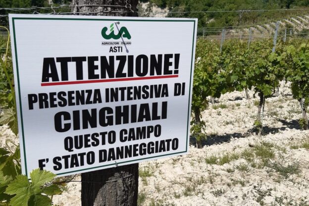 Un caso di peste suina nell’Astigiano, Cia invoca l’intervento dell’esercito