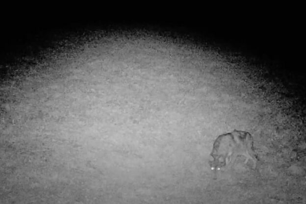 La passeggiata notturna del lupo ripresa dalle telecamere del Piam