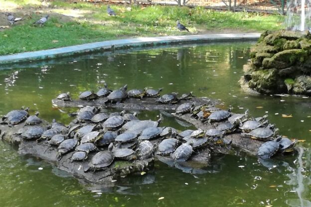 L’Una pulisce il laghetto delle tartarughe dei giardini pubblici di viale alla Vittoria