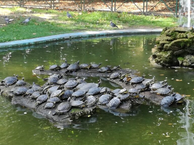 L’Una pulisce il laghetto delle tartarughe dei giardini pubblici di viale alla Vittoria