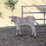 Bovino da carne, quale futuro? Cia fa il punto
