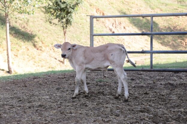 Bovino da carne, quale futuro? Cia fa il punto