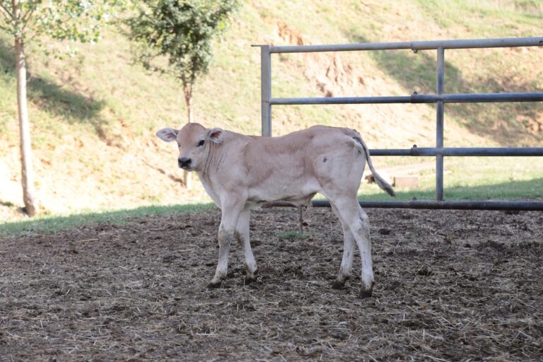 Bovino da carne, quale futuro? Cia fa il punto