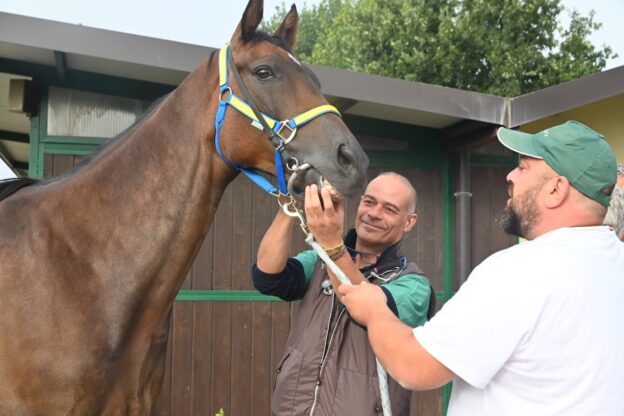 Al via le visite veterinarie ai cavalli del Palio