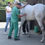 Palio. Seconda mattinata di visite veterinarie: escluso il cavallo di Moncalvo