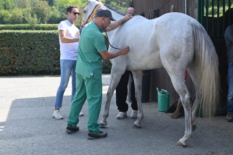 Palio. Seconda mattinata di visite veterinarie: escluso il cavallo di Moncalvo