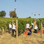 Da Braida vendemmia didattica con degustazione tra i filari di barbera