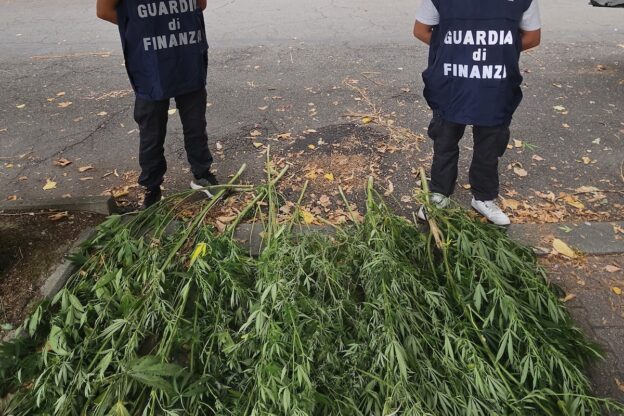 La finanza scopre una piantagione di marijuana